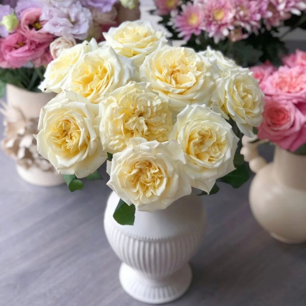 White Ashley Rose Rosesplant White Ashley Rose Rosesplant
