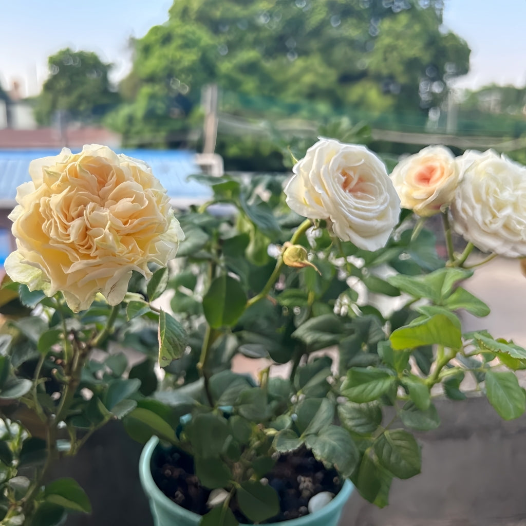 White Ashley Rose Rosesplant White Ashley Rose Rosesplant