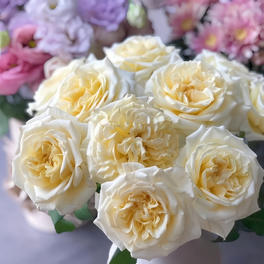 White Ashley Rose Rosesplant White Ashley Rose Rosesplant