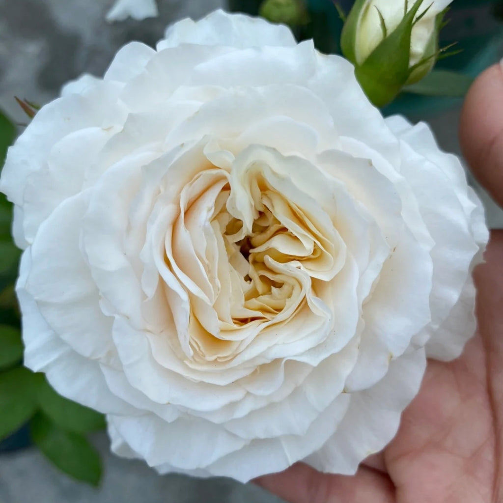 White Cloud Rose