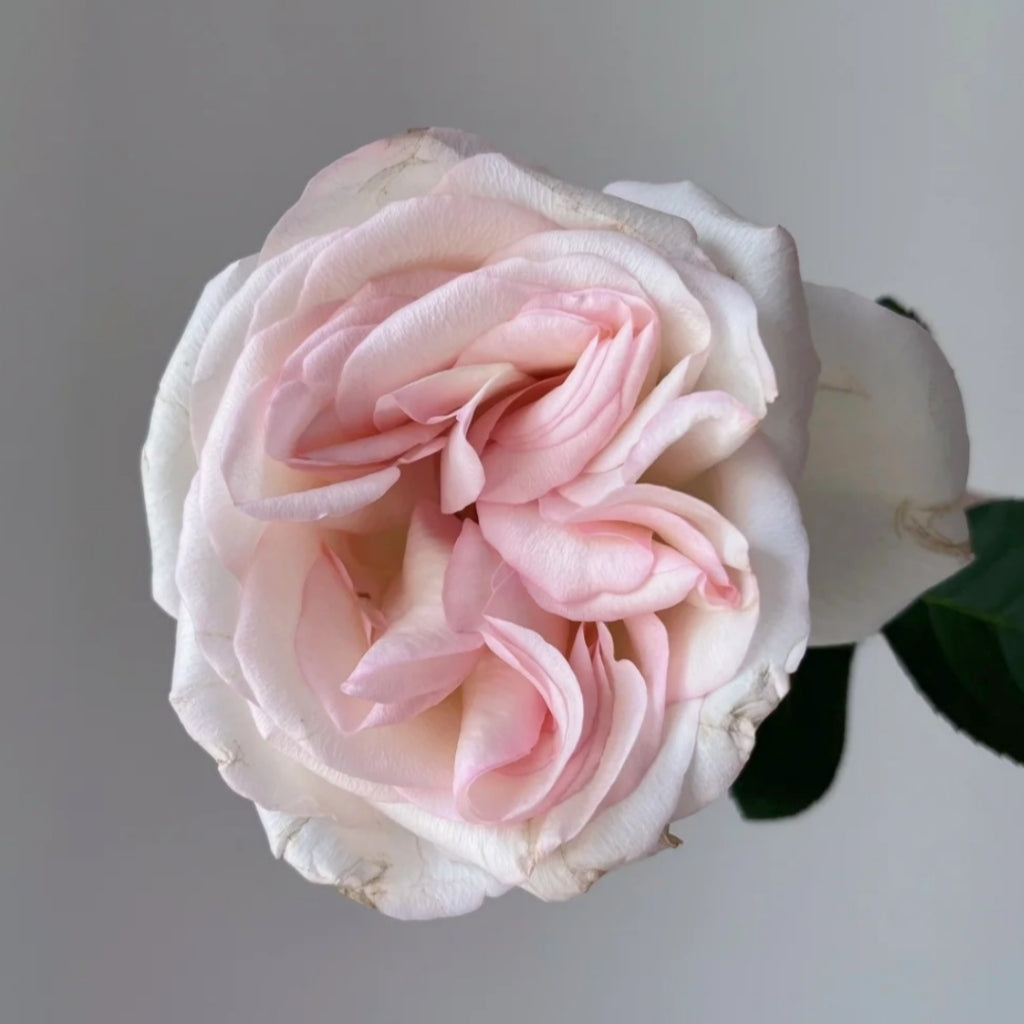 Jade Dew White Peach Rose