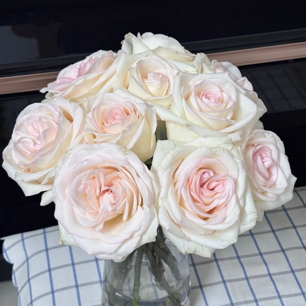 Jade Dew White Peach Rose