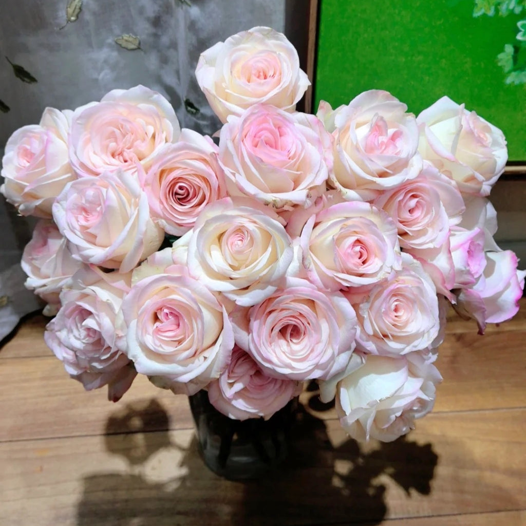 Jade Dew White Peach Rose