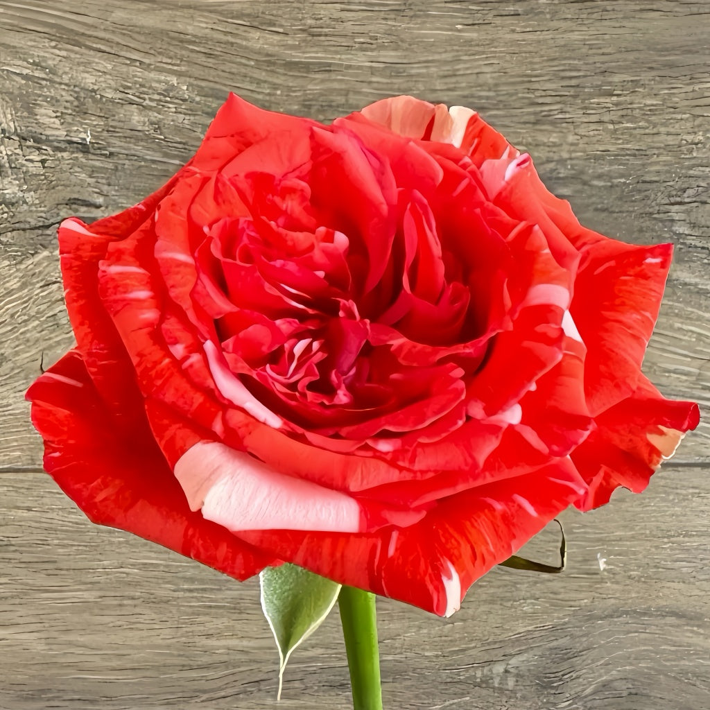 Wild Roses Wildcat Wild Cat Rose – Rosesplant