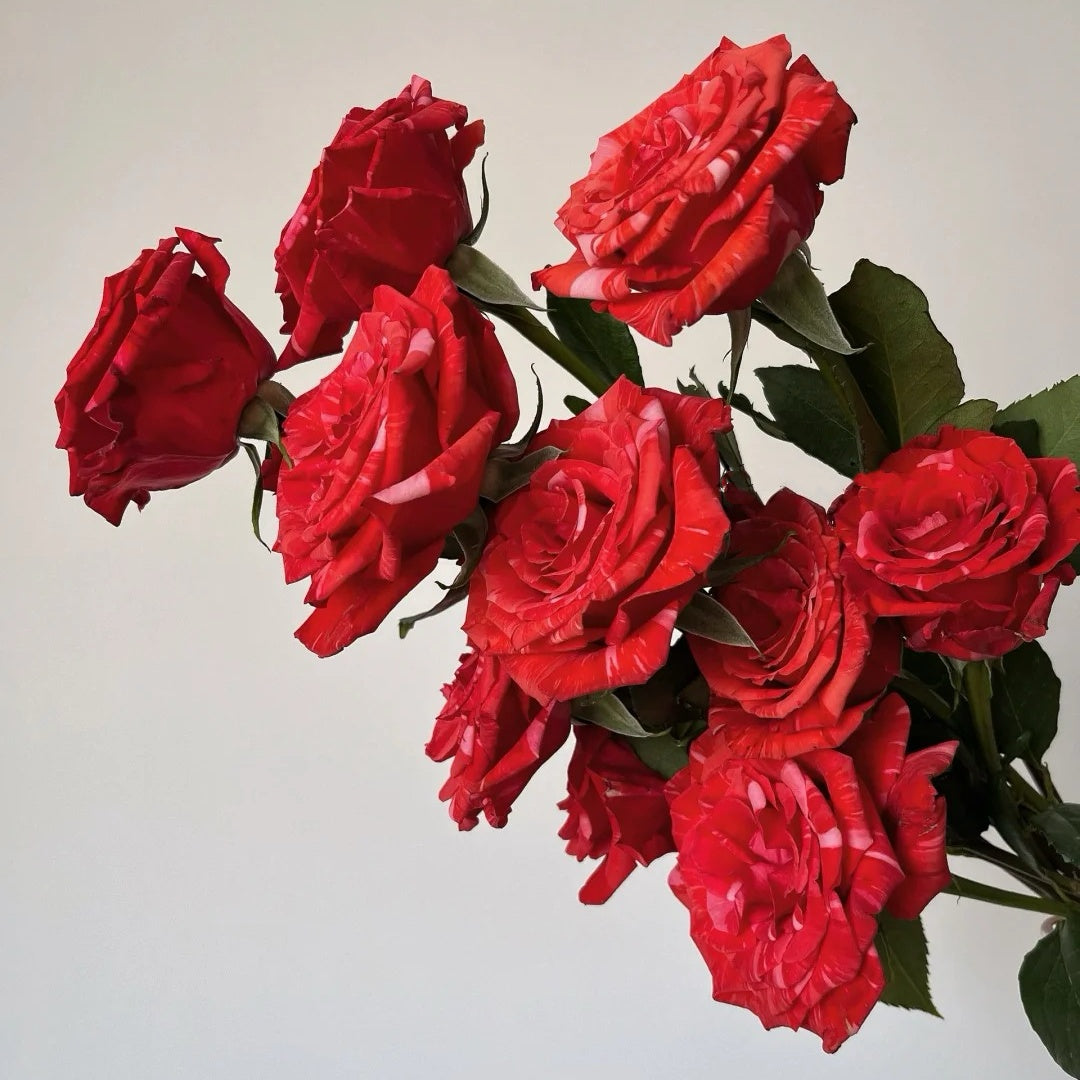 Wild Roses Wildcat Wild Cat Rose – Rosesplant