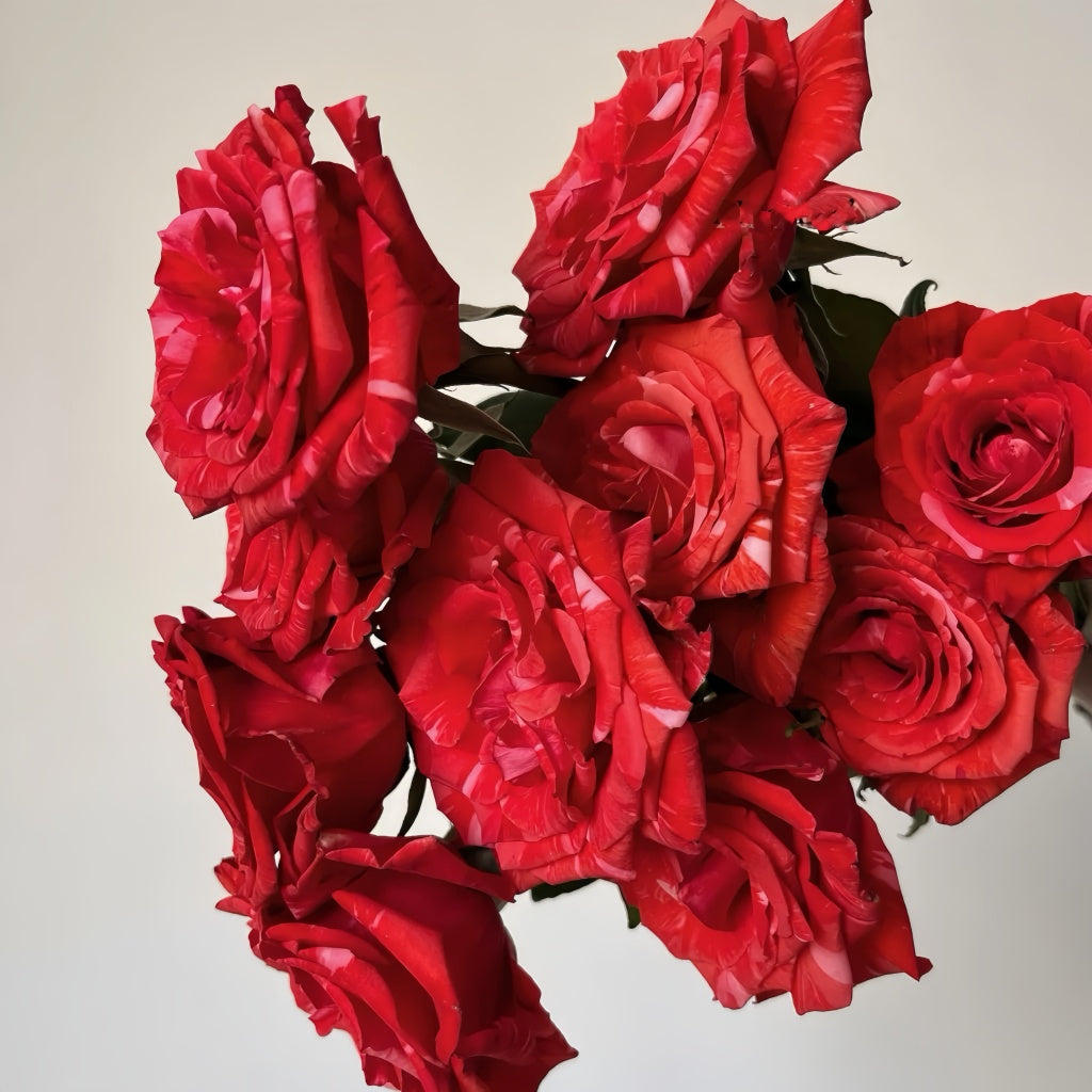 Wild Roses Wildcat Wild Cat Rose – Rosesplant