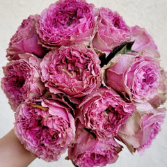 Wild Moments Rose