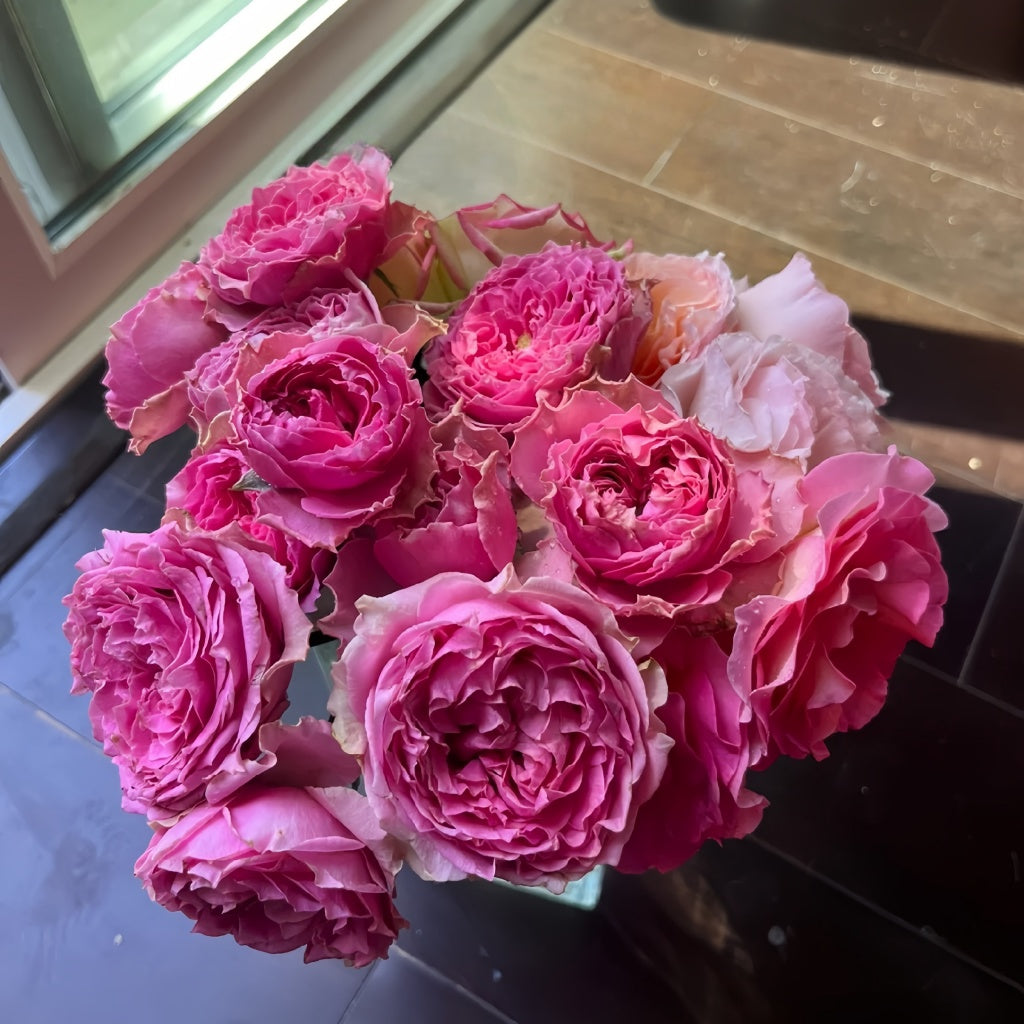 Wild Moments Rose