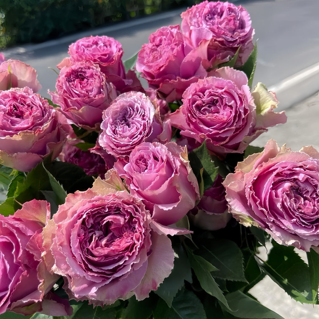 Wild Moments Rose