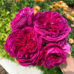 William Shakespeare 2000 Rose