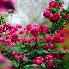 William Shakespeare 2000 Rose