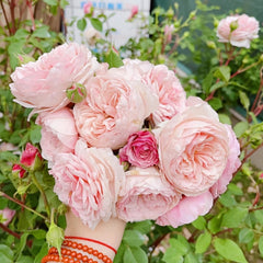 William Morris Rose