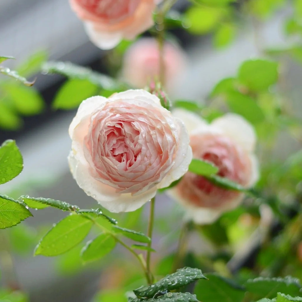 William Morris Rose