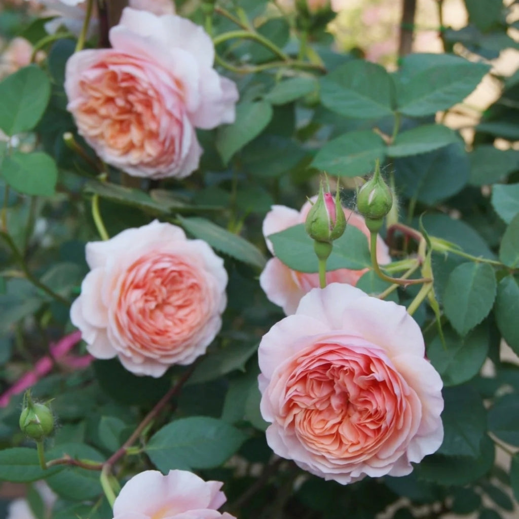William Morris Rose