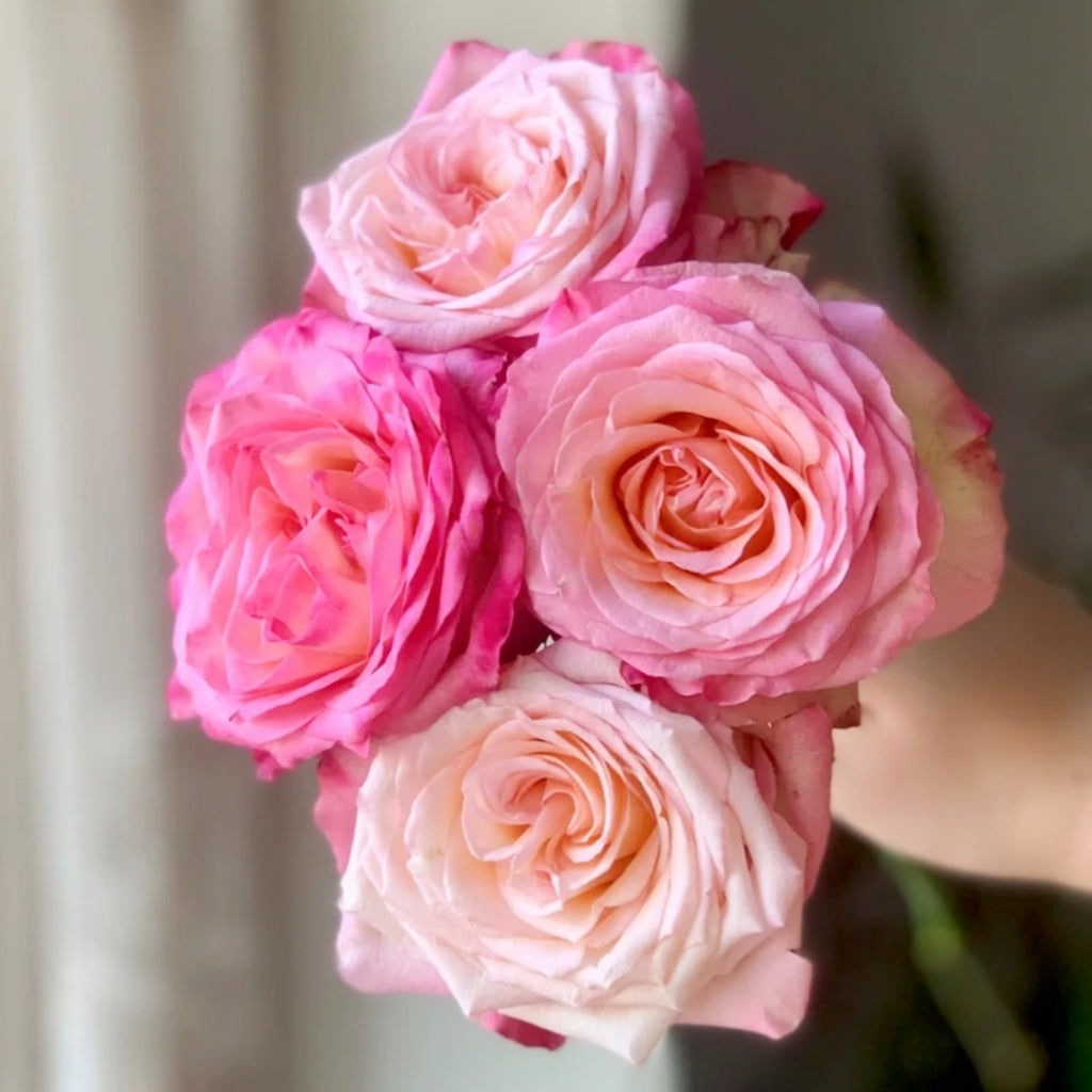 Xiaoxiang Rose