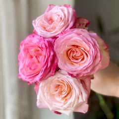 Xiaoxiang Rose