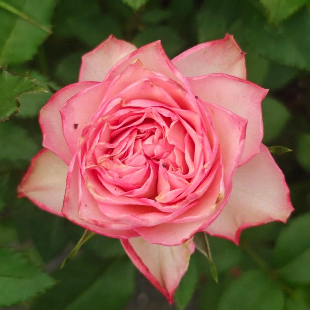 Xiaoxiang Rose