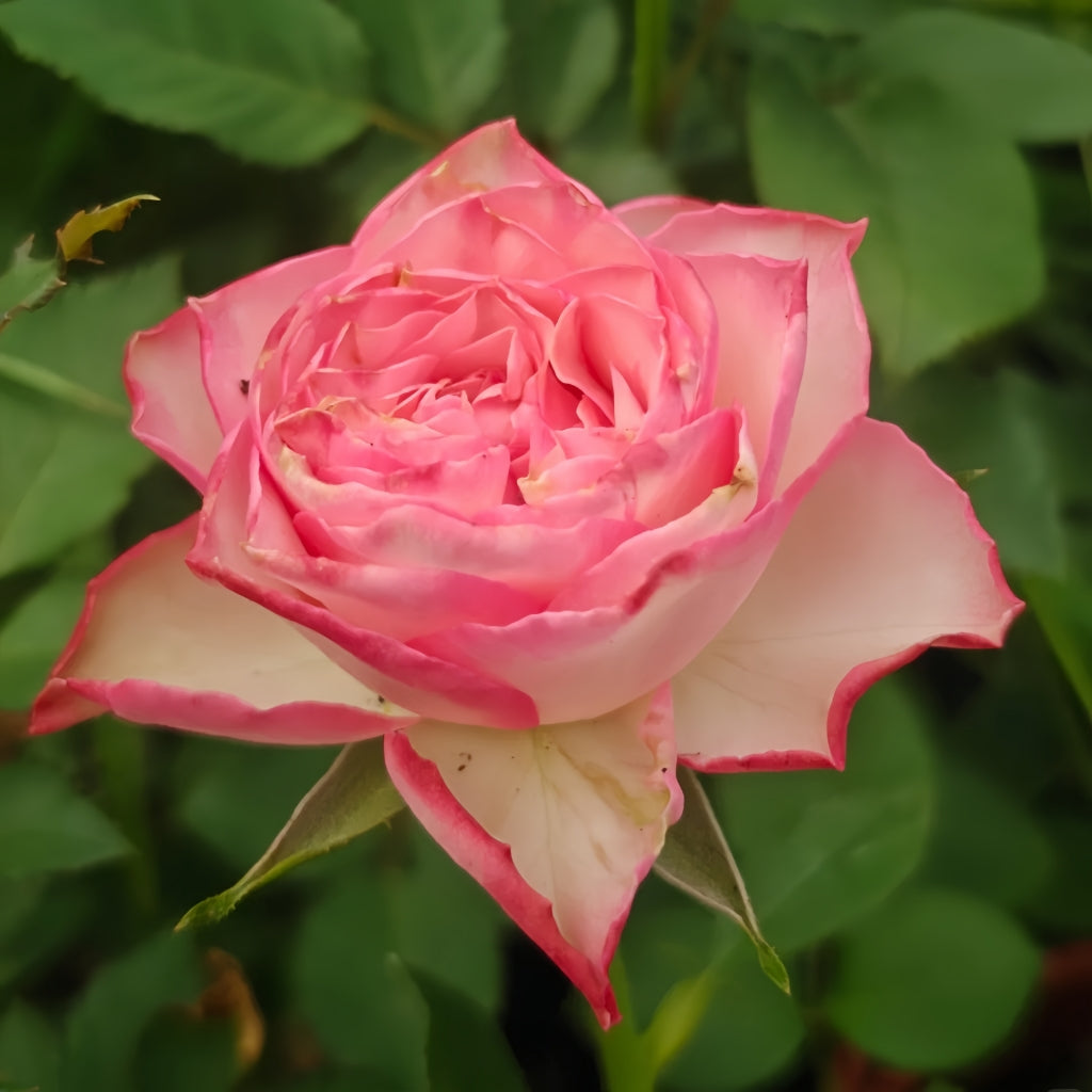 Xiaoxiang Rose