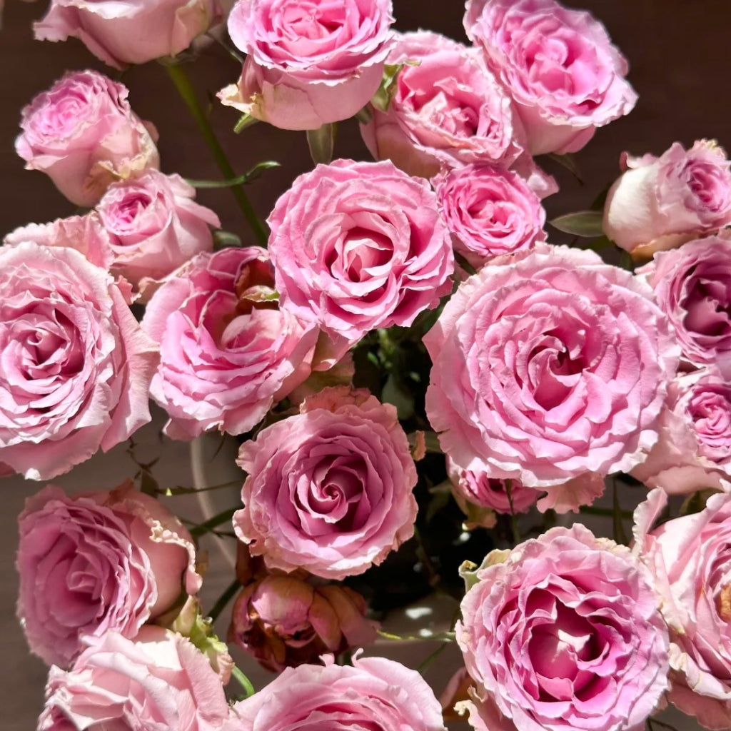 Xiyao Rose