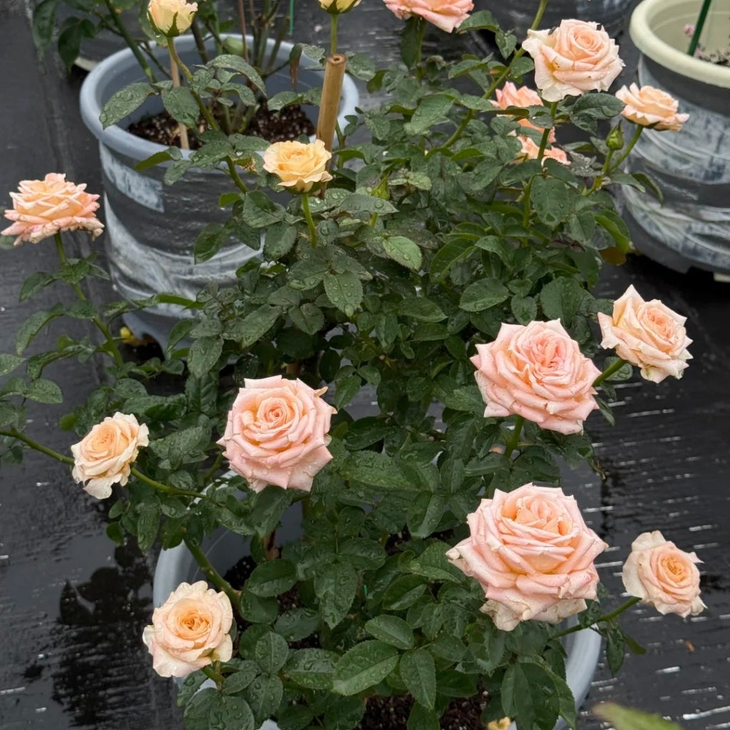 Yanluo Rose