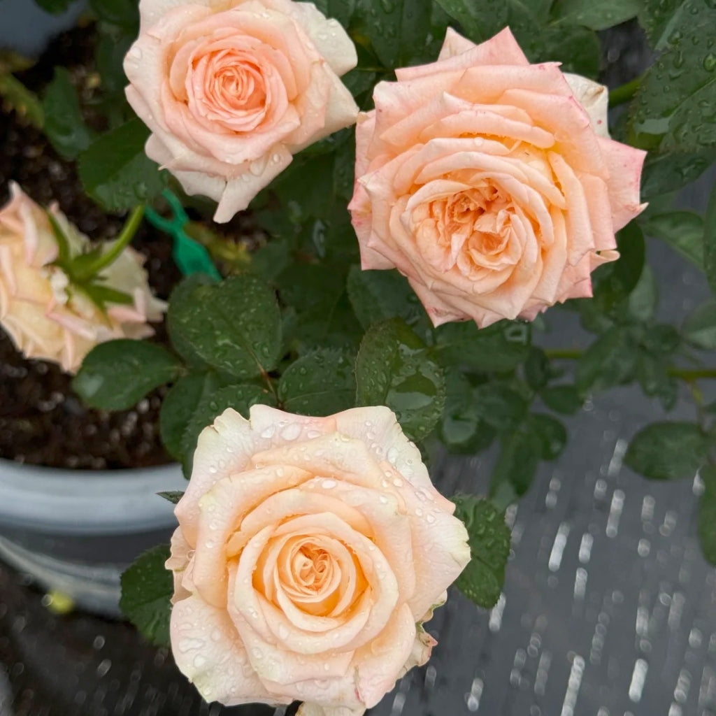 Yanluo Rose
