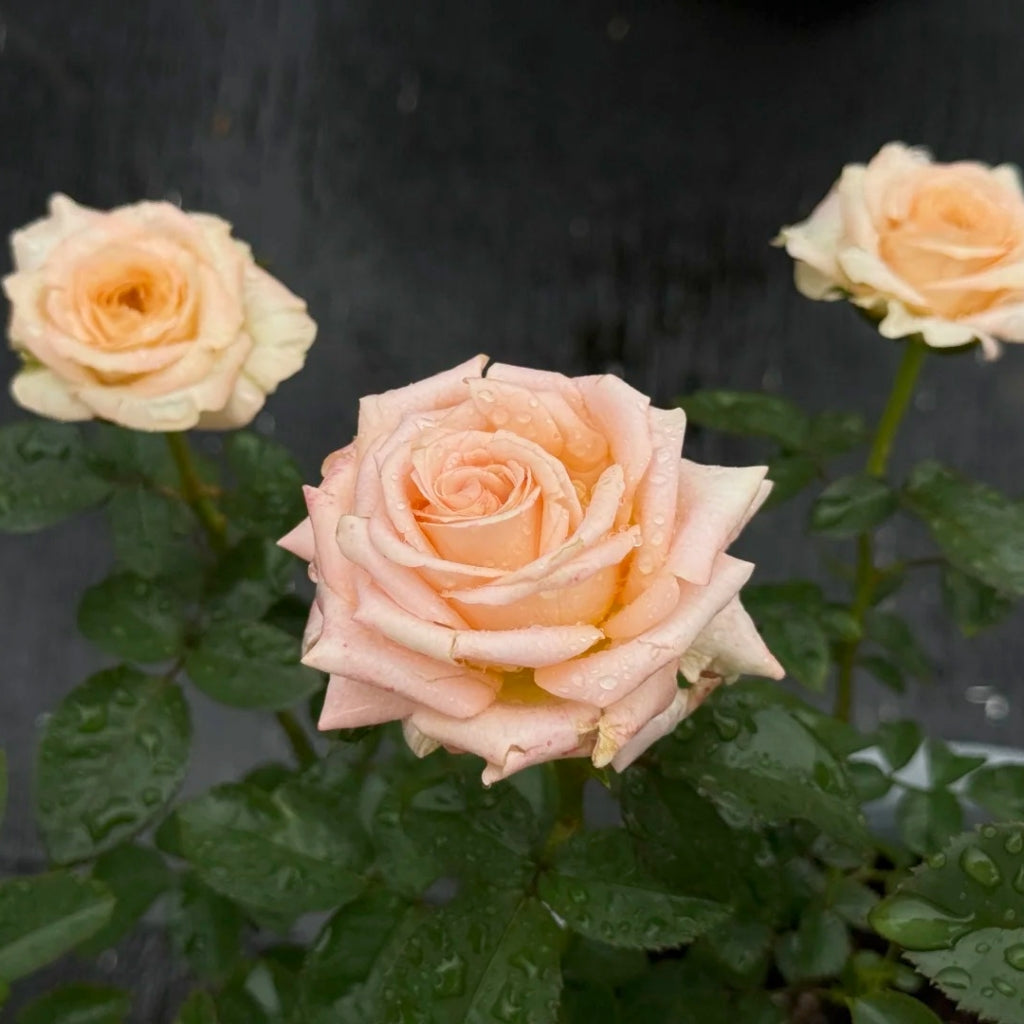 Yanluo Rose