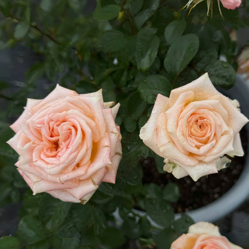 Yanluo Rose