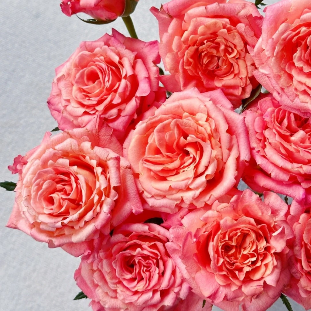 Yanluo Rose