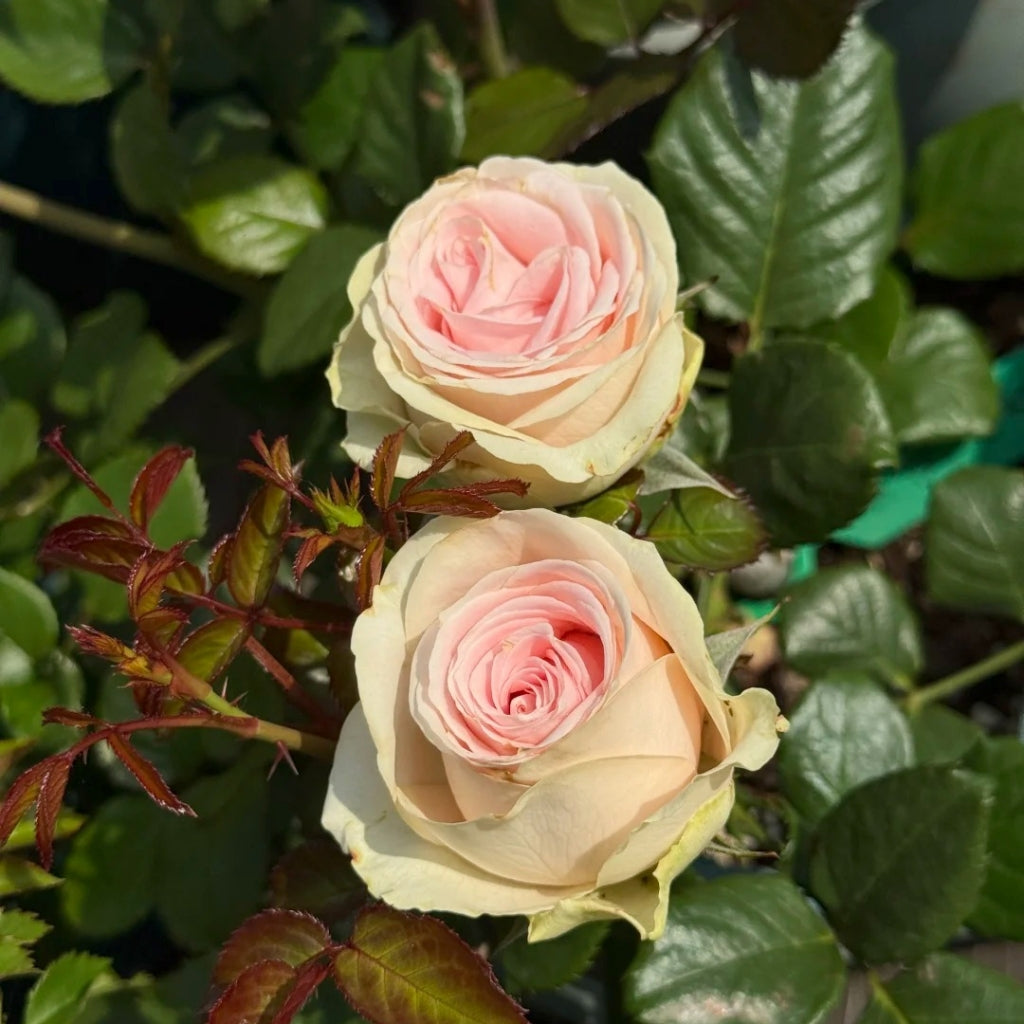 Yanyu Haitang Rose