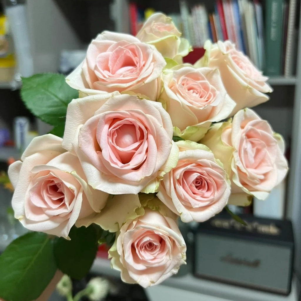 Yanyu Haitang Rose