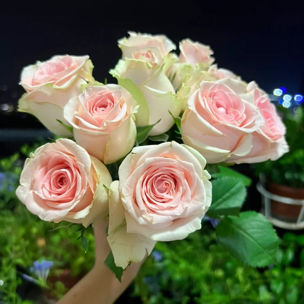 Yanyu Haitang Rose