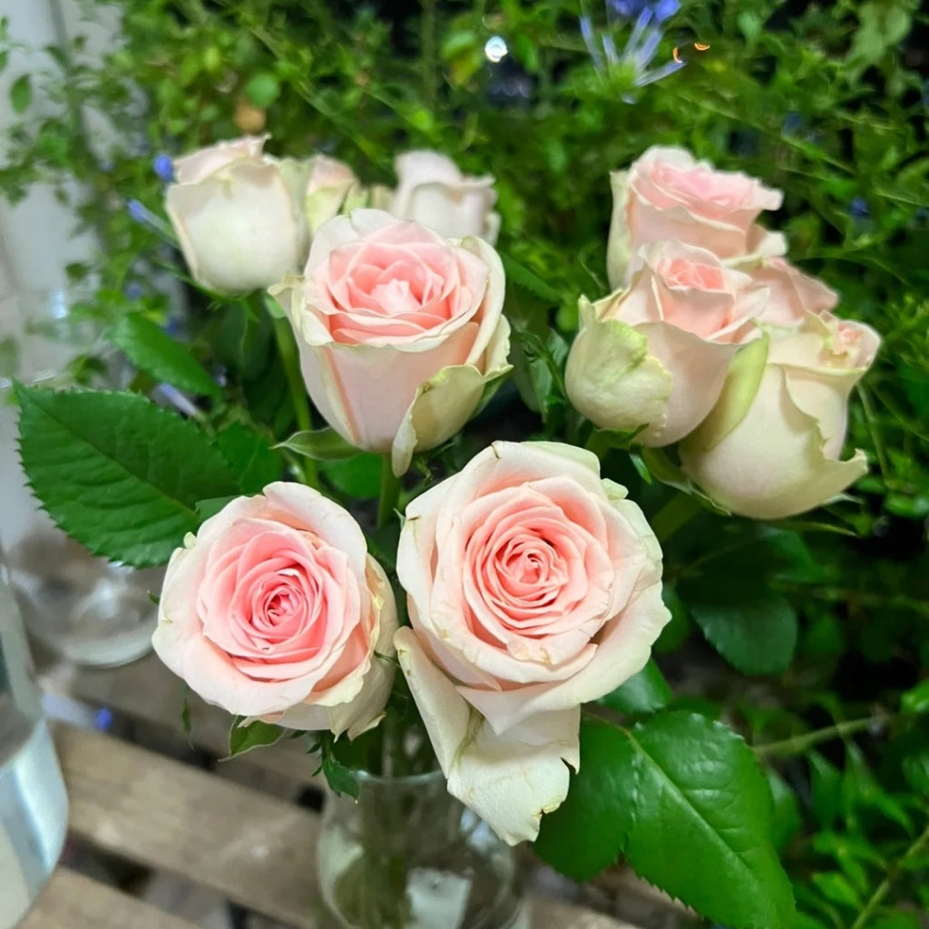 Yanyu Haitang Rose