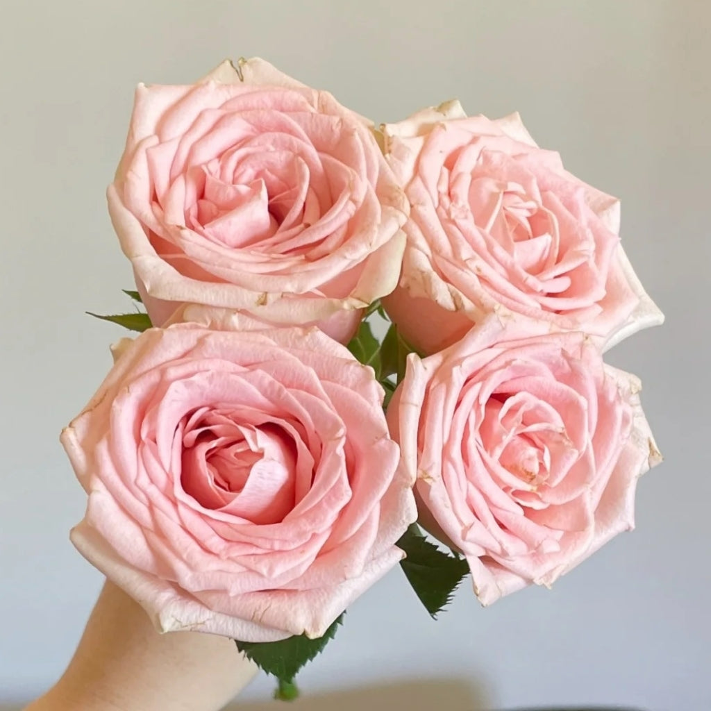 Yanyu Haitang Rose