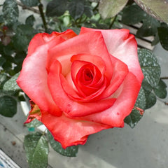 Yashika Rose