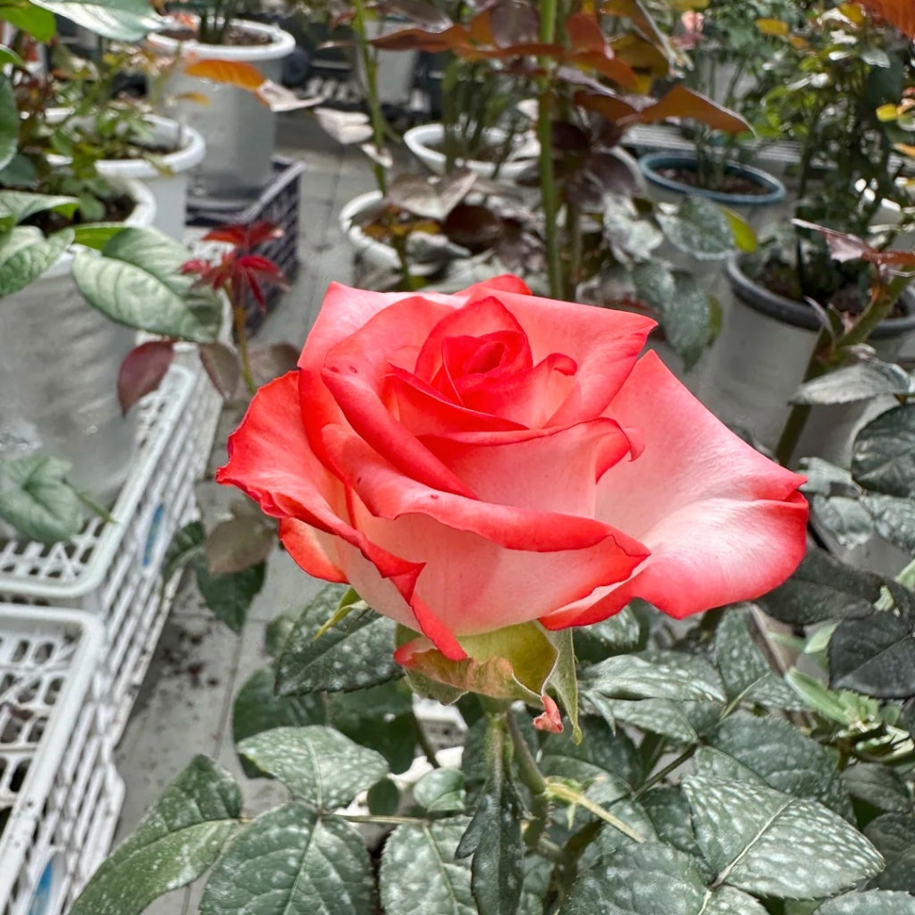 Yashika Rose