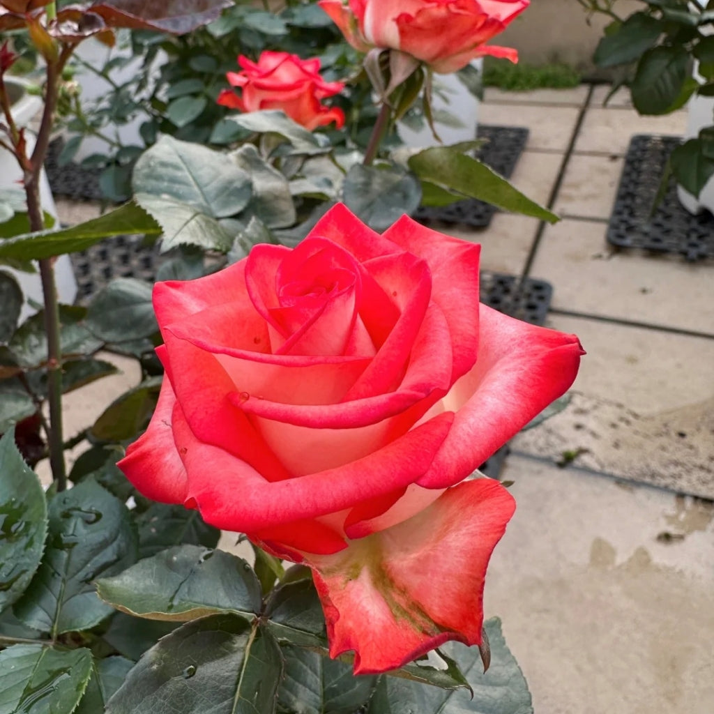 Yashika Rose