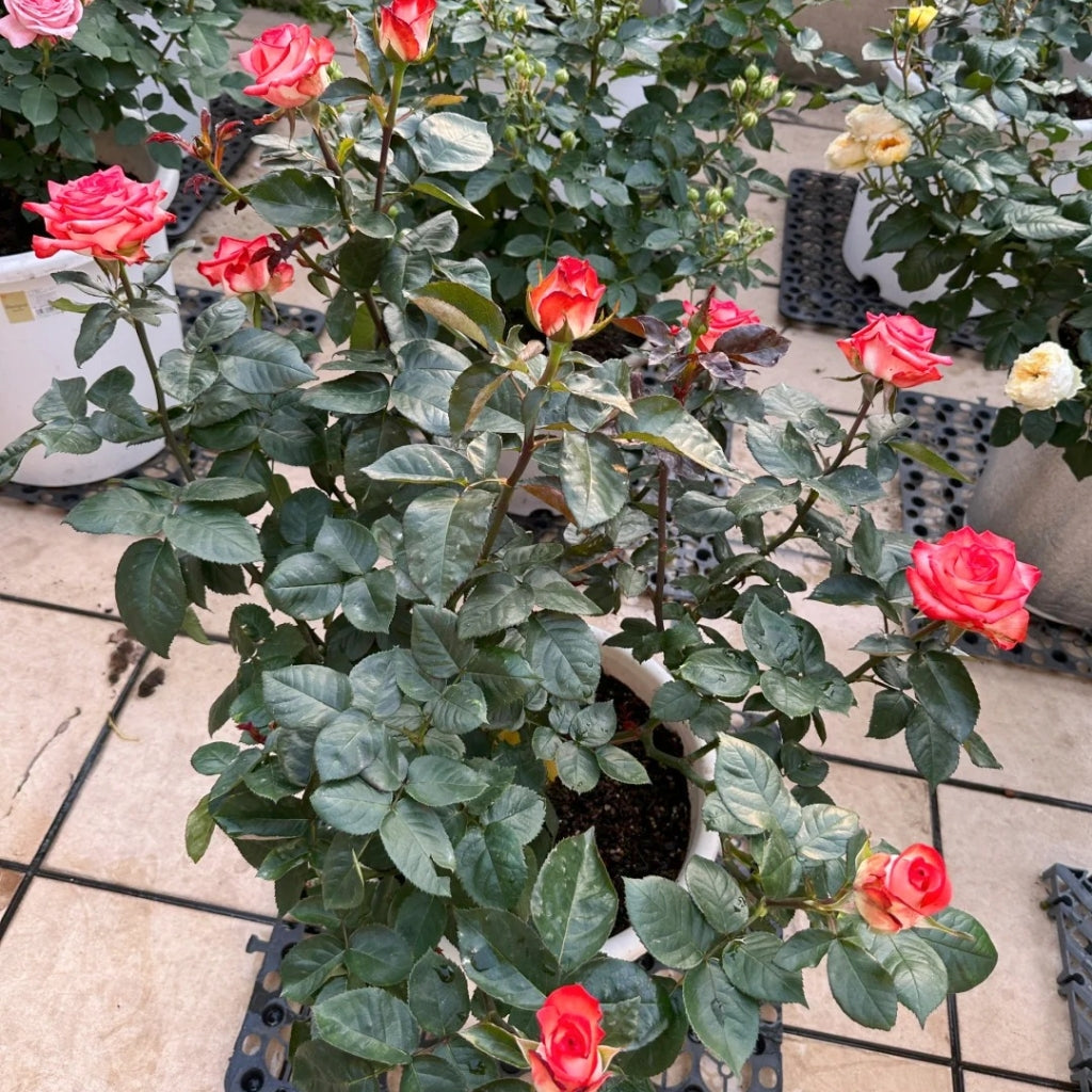 Yashika Rose
