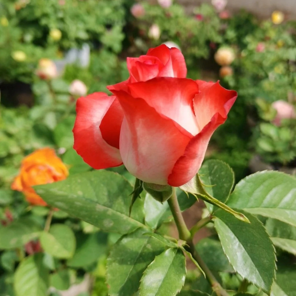 Yashika Rose