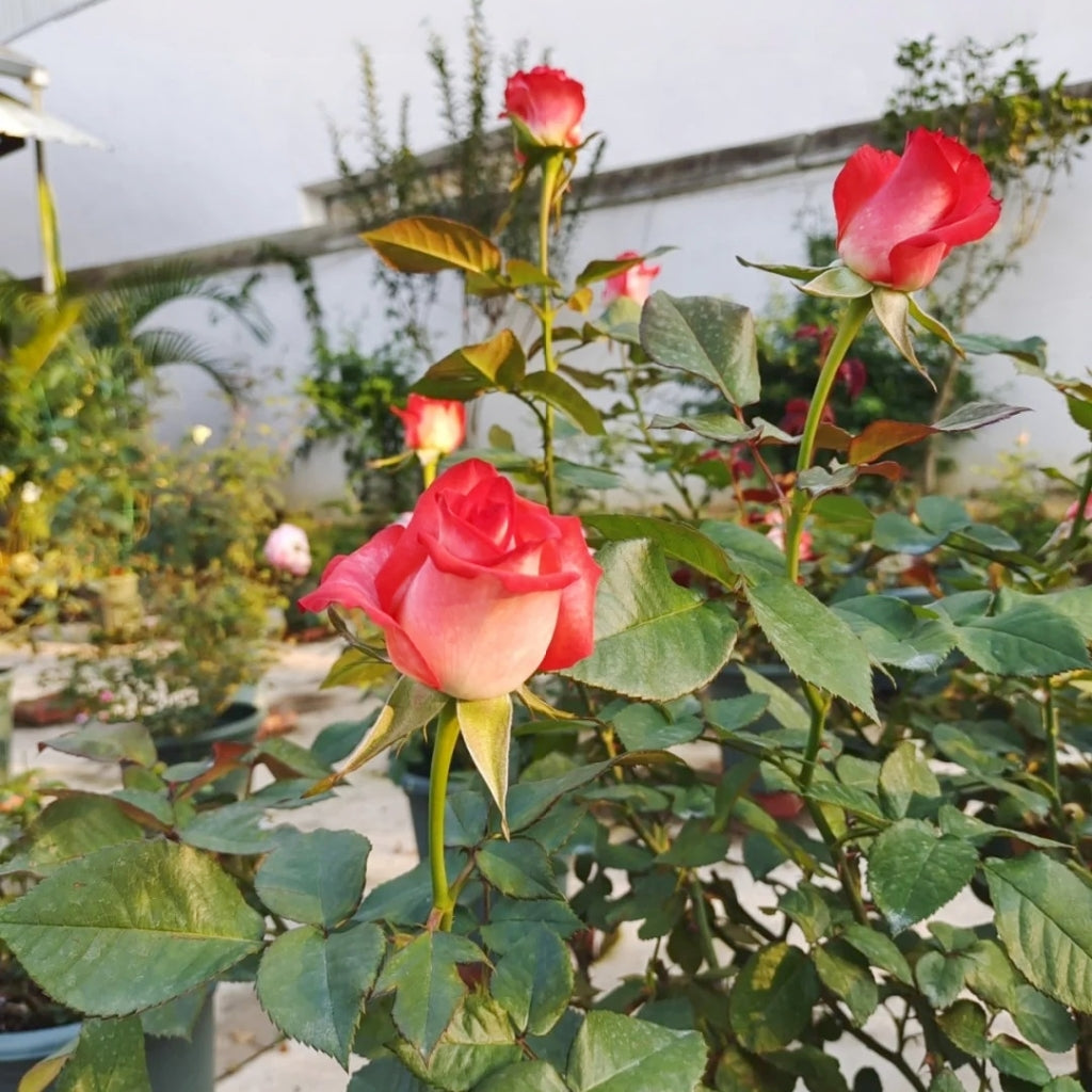 Yashika Rose