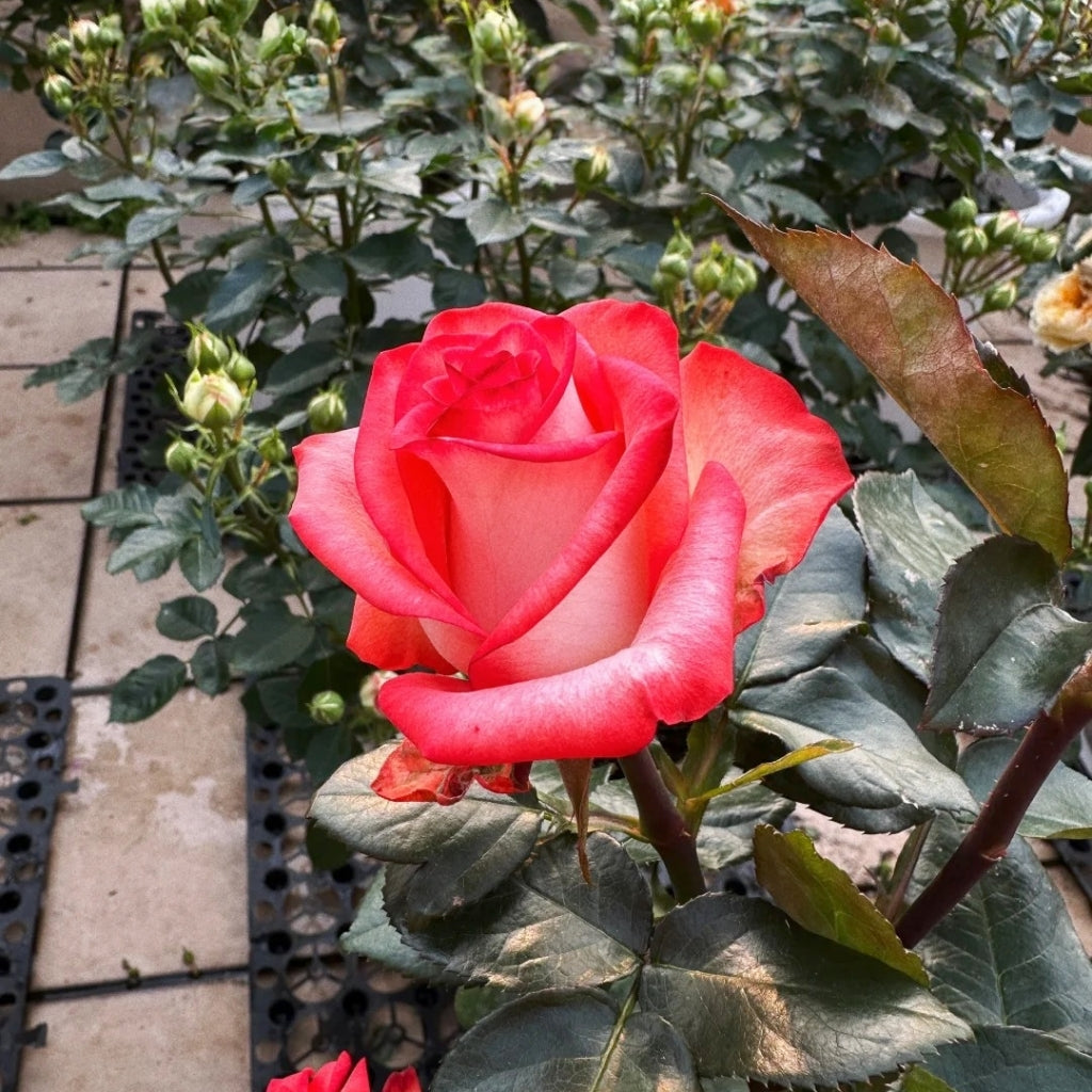 Yashika Rose