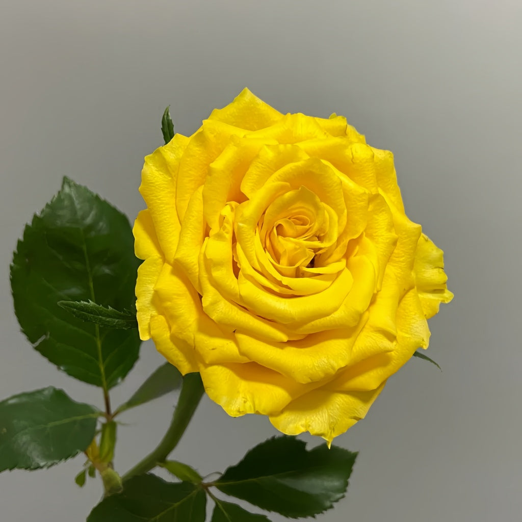 Yellow Breeze Rose