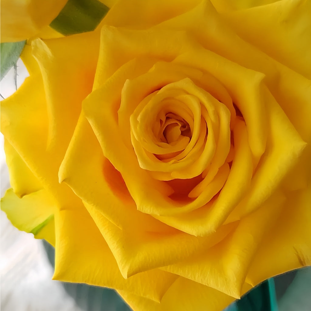 Yellow Breeze Rose