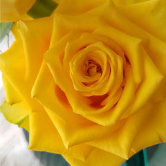 Yellow Breeze Rose