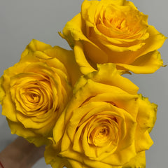 Yellow Breeze Rose