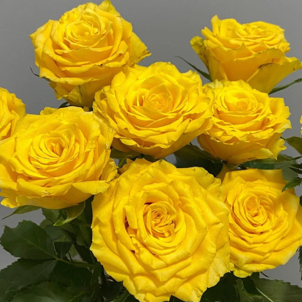 Yellow Breeze Rose