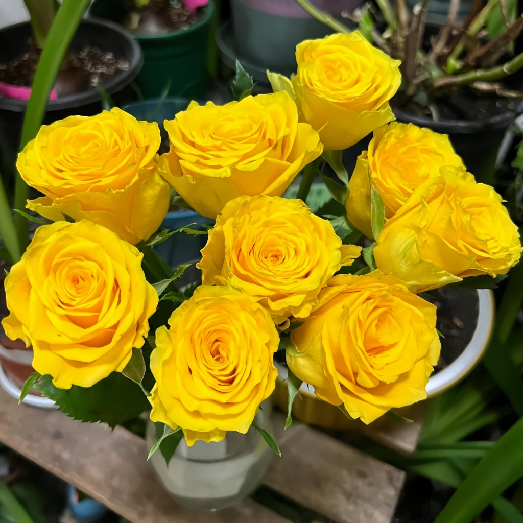 Yellow Breeze Rose