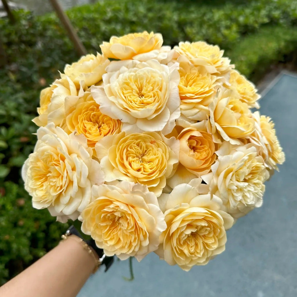 Yellow Mikoto Rose