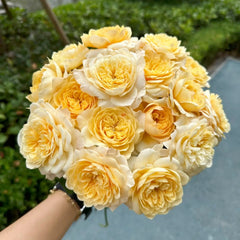 Yellow Mikoto Rose