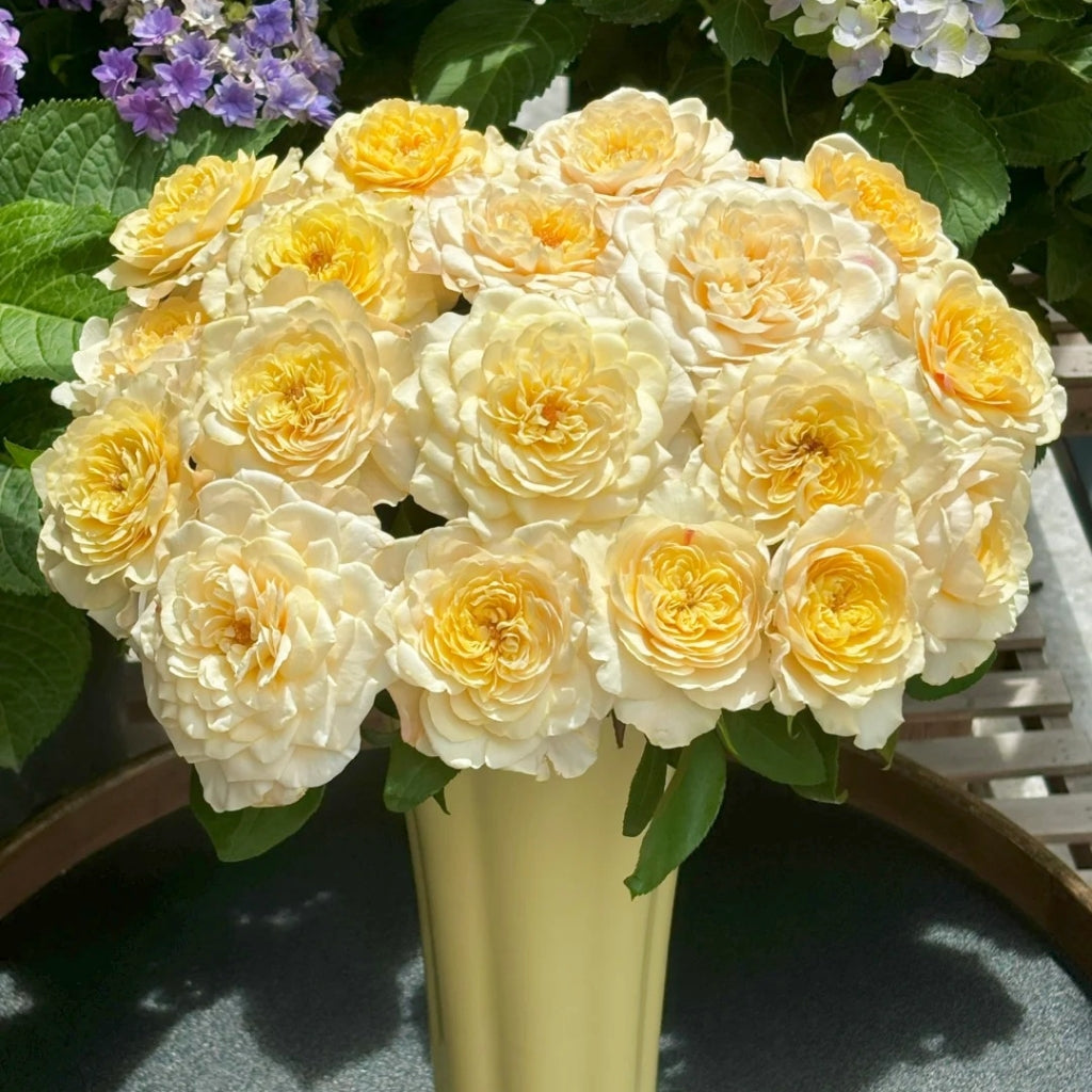 Yellow Mikoto Rose