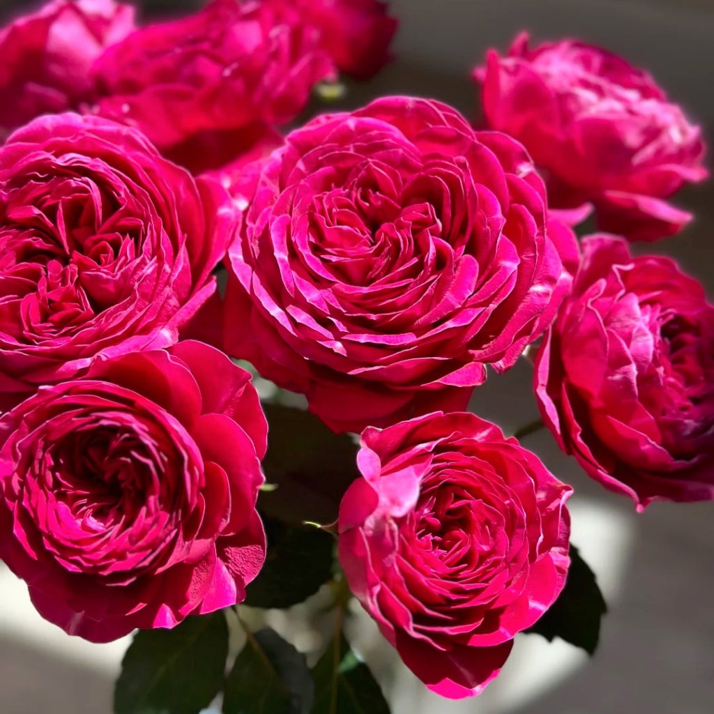 Yingchun Rose